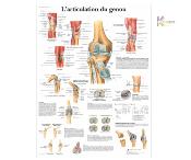 Planche anatomique - Genou