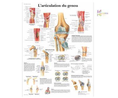 Planche anatomique - Genou